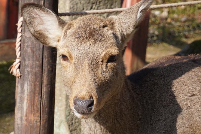 Nara Todaiji Lazy Bird Tour - Visit to Todai-ji Temple
