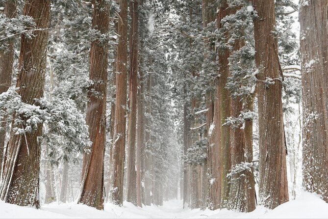 One Way Private Shuttle to Nagano Ski Centers - What To Expect