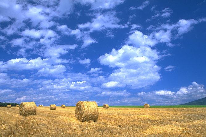 SkyExpress: Furano & Biei Customised Private Day Tour (Up to 8 Passengers) - Reviews