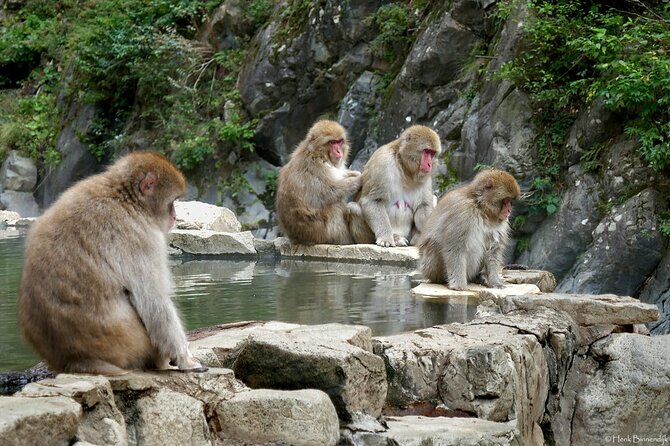 1-Day Private Snow Monkey ZenkoJi Temple & SakeTasting NaganoTour - Detailed Review Analysis and Verification