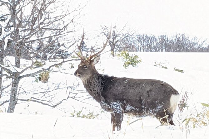 3 Hours Shiretoko Five Lakes Snowshoe Tour - Tour Itinerary