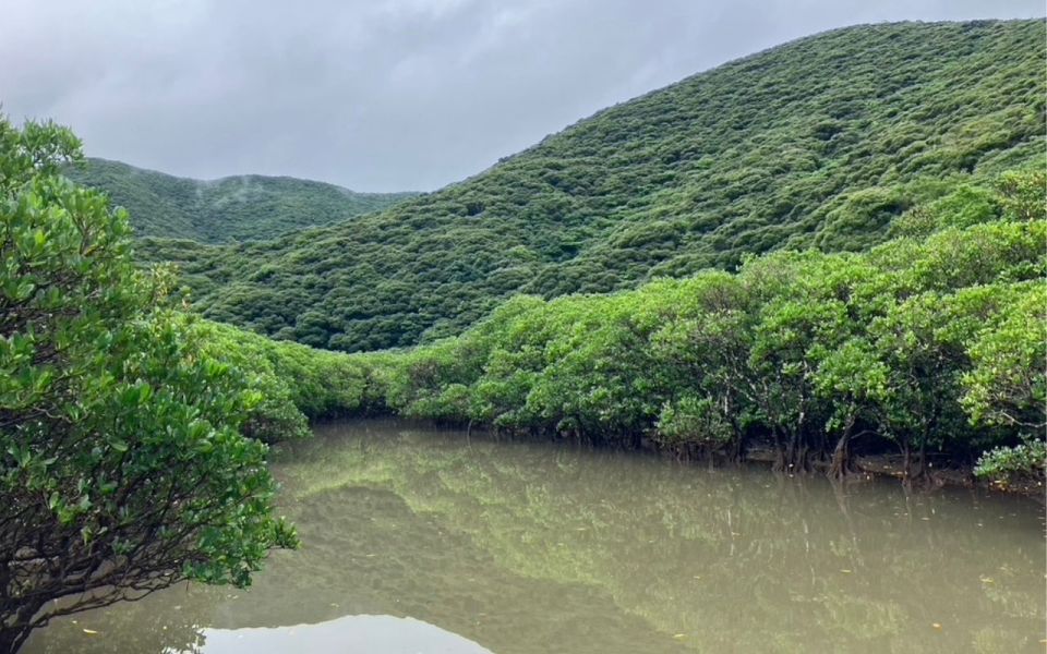 Amami: Morning Mangrove Kayaking Tour - Directions