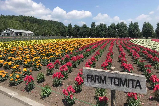 [Biei/Furano] One-Day Sightseeing by Private Car! - Reviews