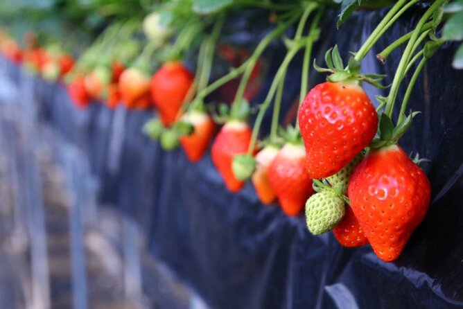 Cherry Blossom Buddha and Mt.Yoshino With Strawberry Picking Tour - Transportation Details