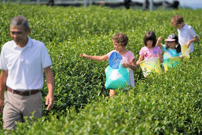 Family Picnic in a Tea Field - Directions