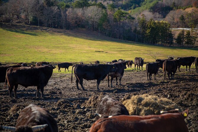 Fukushima Daiichi Nuclear Power Plant Visit 2 Day Tour From Tokyo - Booking Information