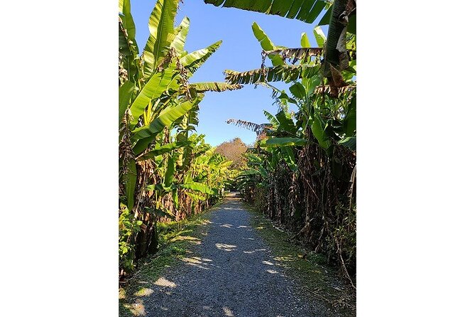 Kumamoto Lake, Kumamoto City Tour by Bicycle - Bicycle Equipment and Attire