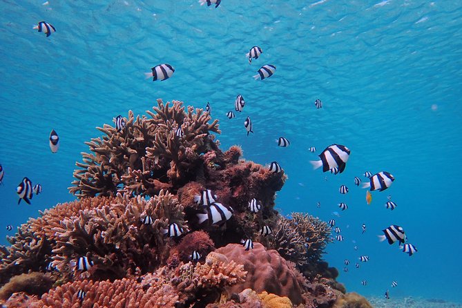 [Miyako] Great View Beach Sup/Canoe & Sea Turtle Snorkeling! - Beach SUP and Canoe Experience