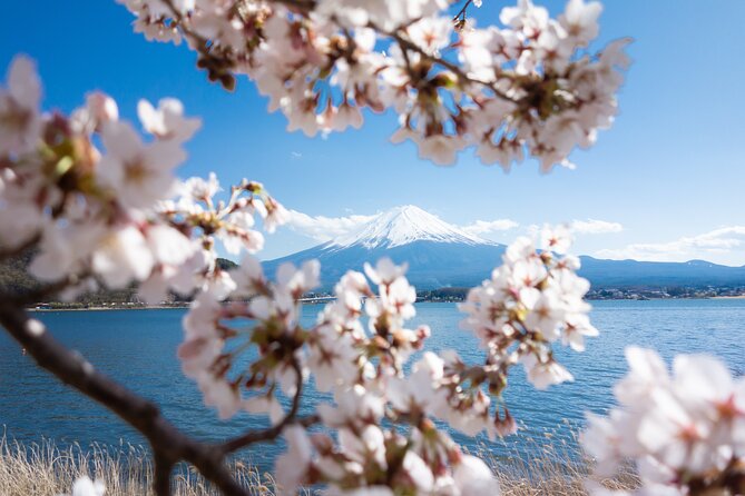 Mt. Fuji Cherry Blossom One Day Tour From Tokyo - Best Time to Visit