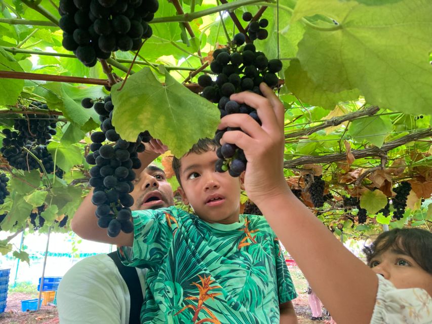 Mt. Fuji, Panoramic Ropeway & Seasonal Fruits Picking - Directions for the Tour