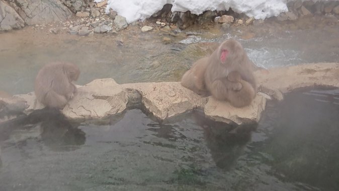 Snow Monkey, Shiga Kogen Roman Museum With Lunch Buffet - Additional Information