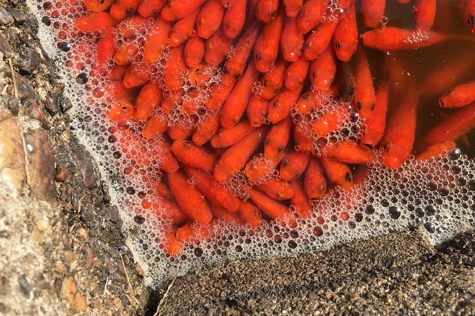 Yamato-Koriyama Castle and Goldfish Small-Group Tour From Nara - Communication Platform