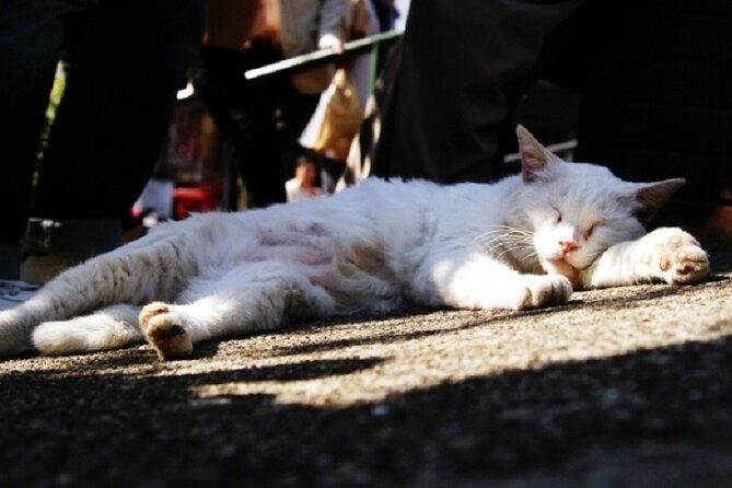 Yanaka Guided Walking Tour With Topography Expert - Highlights of the Tour