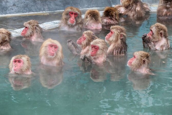 1-Day Private Snow Monkey ZenkoJi Temple & SakeTasting NaganoTour - Additional Reviews on Tripadvisor
