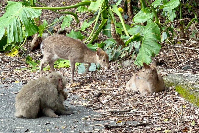 4 Hour Guided Cycling Experience in Yakushima - Recommended Items