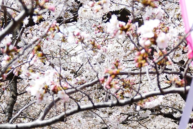 Cherry Blossom Private Tour - Traveler Photos