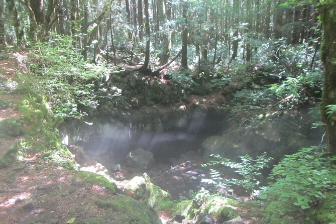 Exploring Mt Fuji Ice Cave and Sea of Trees Forest - Reviews