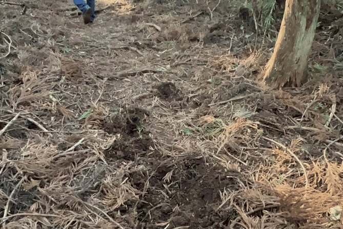 Forest Bathing in Temple and Enjoy Onsen With Healing Power - Reviews and Ratings