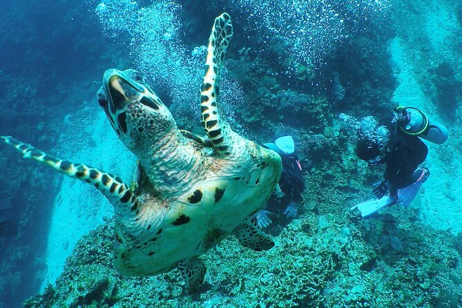 Full Day Guided Boat 2diving in Kerama Islands（License Required） - Tour Requirements