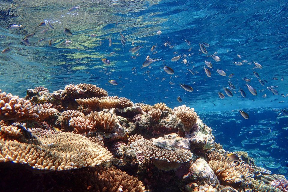 Ishigaki Island: SUP/Kayaking and Snorkeling at Blue Cave - Customer Reviews