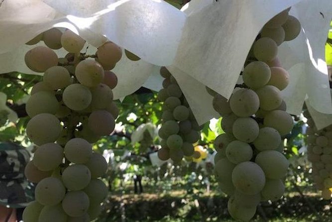 Japanese Cuisine Making Tour With Wine Experience by Yokohama Winery - Reviews and Rating