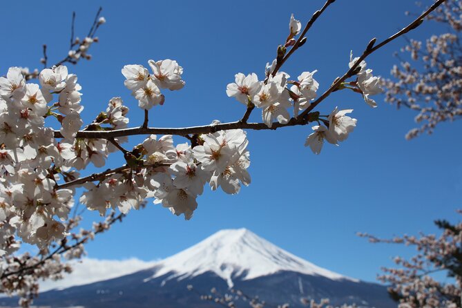 Mt. Fuji Cherry Blossom One Day Tour From Tokyo - Booking and Reservations