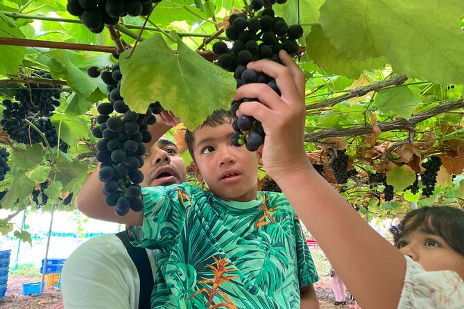 Mt. Fuji, Mt Fuji Panoramic Ropeway & Seasonal Fruits Picking - Cancellation Policy