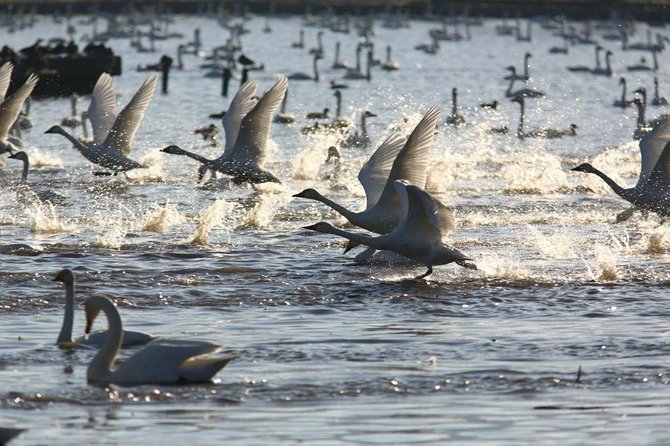 Niigata Full-Day Private Tour With Government-Licensed Guide - Tour Guide Highlight