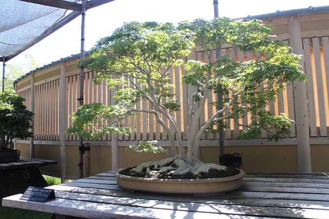 Bonsai Museum & Bonsai Experience - Directions to Bonsai Museum