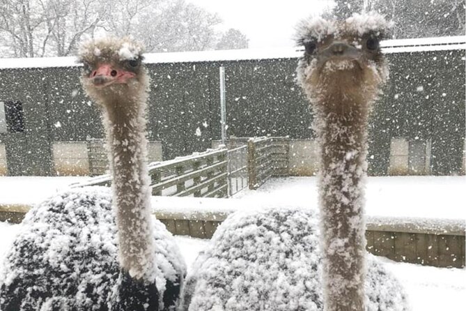 Charming Romantic VIP Tokyo Experience - Additional Information