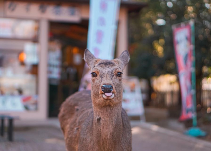 From Kyoto or Osaka: Private Walking Tour Through Nara - Directions