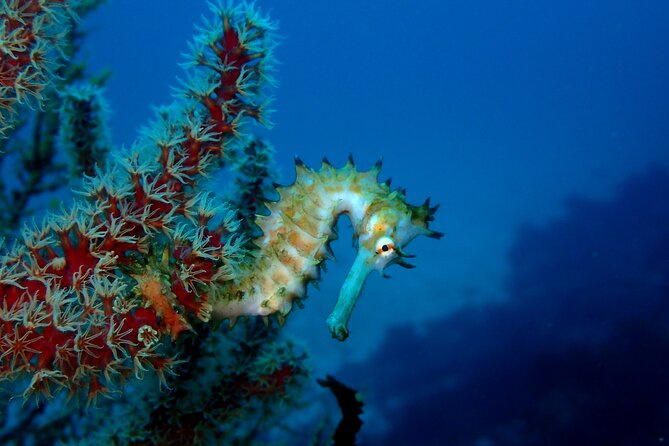 Lets Enjoy Scuba Diving in Izu Oceanic Park Izu Peninsula for Certificate Diver - The Sum Up