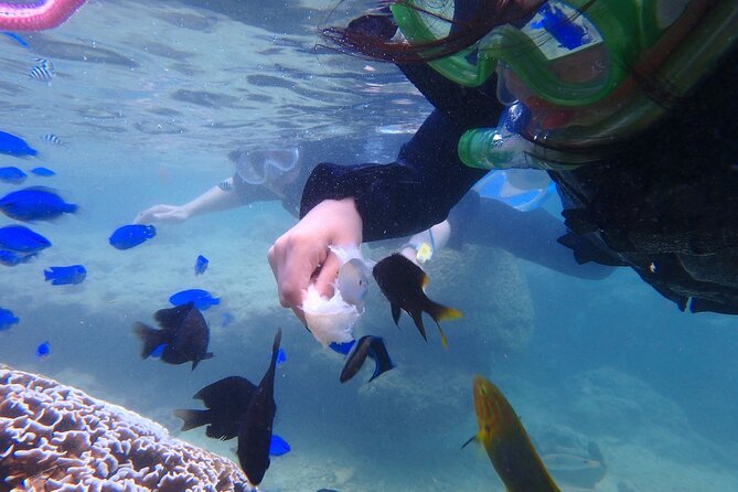 OK From 2 Years Old! / Sea Picnic & Snorkel - Note