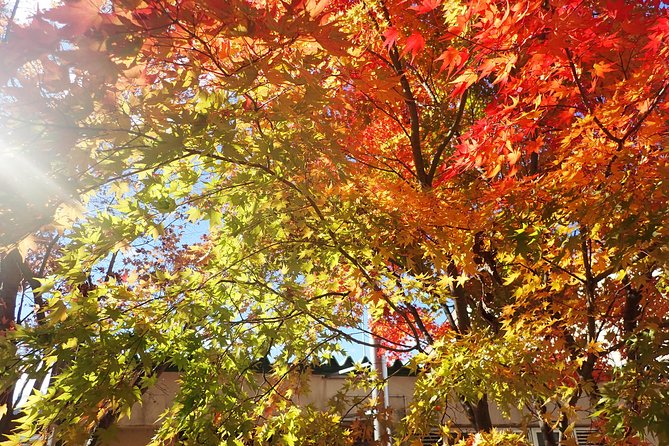 Private-group Morning Cycling Tour in Hida-Furukawa - Get Active and See More Sights in Less Time on Two Wheels