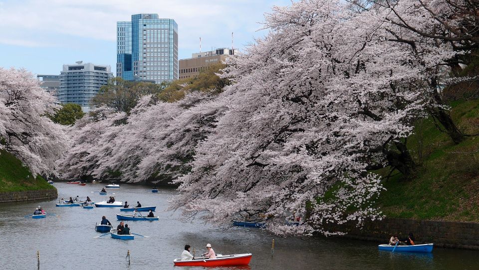 Sakura in Tokyo: Cherry Blossom Experience - Tips for Photographing Cherry Blossoms