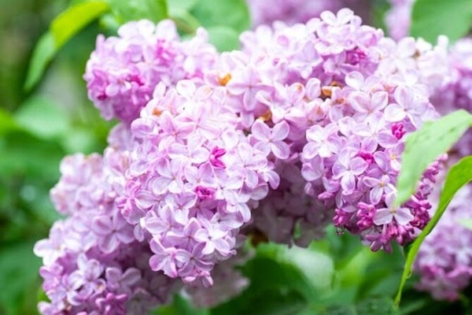 Sapporo Afternoon Walking Tour 2h 30mins - The Sum Up