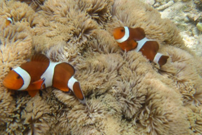 Swim With Sea Turtles at Kerama Islands - Reviews and Ratings