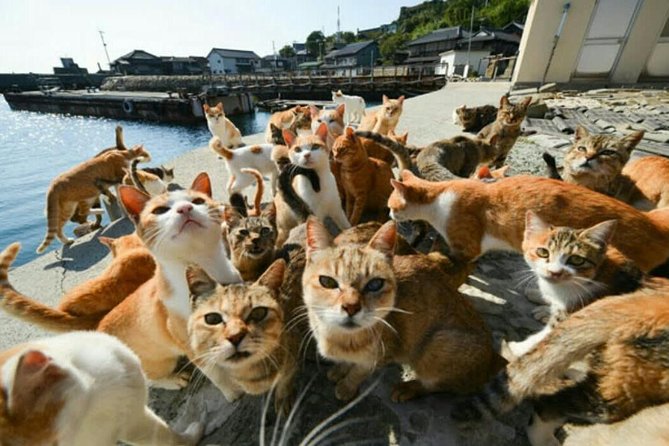 Takamatsu Half-Day Private Tour With Government-Licensed Guide - The Sum Up