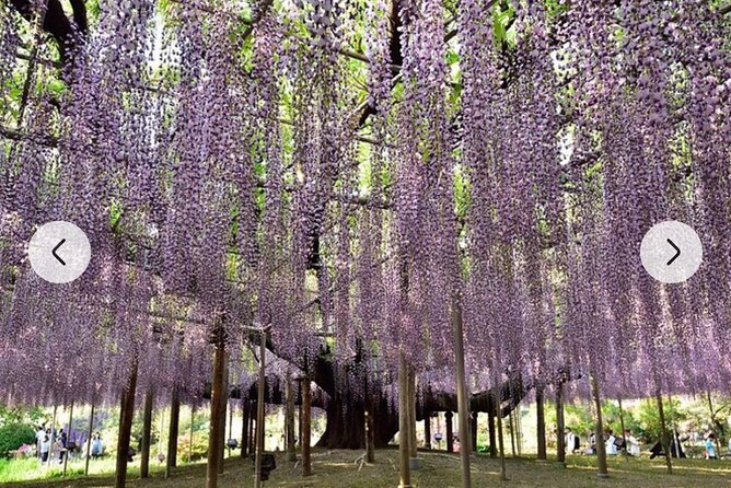 Tokyo Private Day Tour by Car With English Speaking Driver Guide - Helpful Review