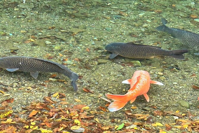 Tour Ise on a Rental Electric Scooter 90min - The Sum Up