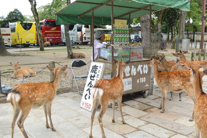 Arashiyama & Yasaka Shrine & Nara & Todaiji Day Trip From Osaka - The Sum Up