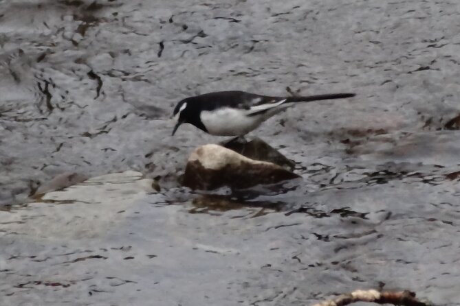 Easygoing Nature Walk in Hakone Tour - Frequently Asked Questions