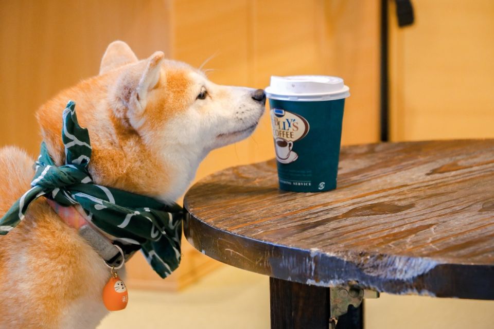 From Tokyo: Kamakura, Hachimangu Shrine & Enoshima Day Tour - Frequently Asked Questions