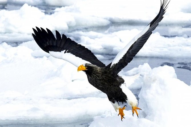 Hokkaidos Winter Awe-inspiring Drift Ice & Sounkyo Ice Sculpture! - Frequently Asked Questions