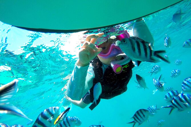 OK From 2 Years Old! / Sea Picnic & Snorkel - Directions