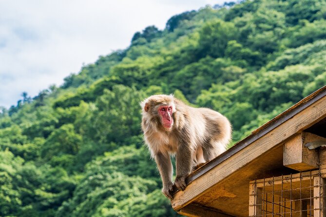 Private Customized 2 Full Days Tour in Kyoto for First Timers - Expertise and Customized Itinerary