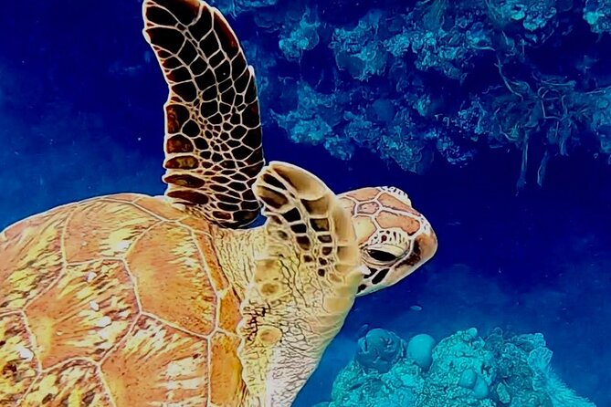 Tomori- Beach Blue Cave Snokering/ENGLISH PRIVATE - Contact and Questions