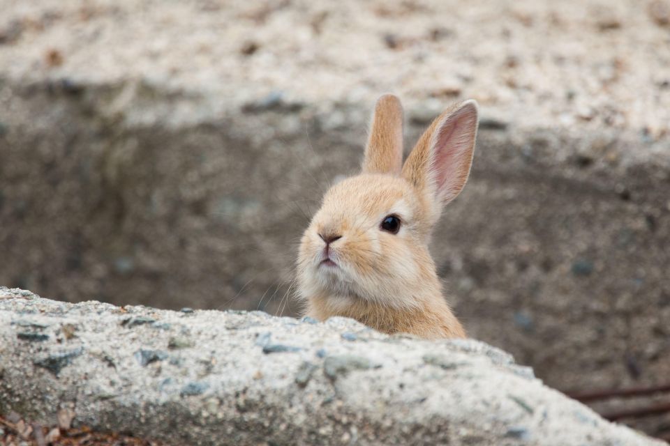 Hiroshima: 1 or 2 Day Car Rental - The Sum Up