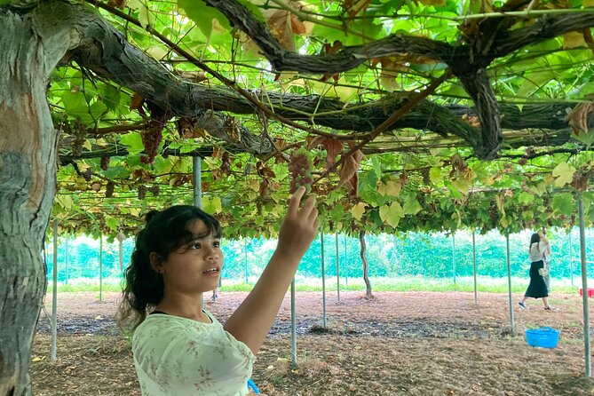 Mt. Fuji, Mt Fuji Panoramic Ropeway & Seasonal Fruits Picking - The Sum Up