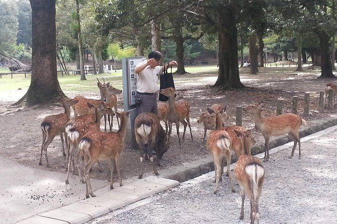 Nara Todaiji Lazy Bird Tour - Cancellation Policy and Refunds